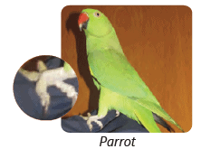 Birds: Food and More Class 3 Notes Science