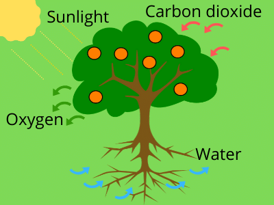 Short Answer Questions : Parts of a Plant | Science for Class 3