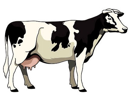 Story of a Cow