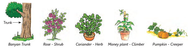Parts of a Plant Class 3 Notes Science