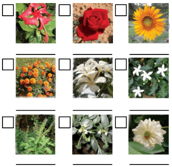 NCERT Solutions for Class 4 EVS Chapter 11 - The Valley Of Flowers