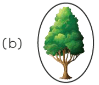Worksheet Solutions: Patterns | Aptitude Reasoning - Class 2
