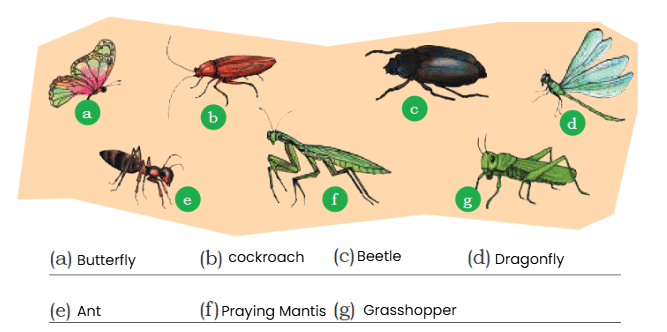 NCERT Solutions for Class 4 EVS Chapter 3 - Nature Trail