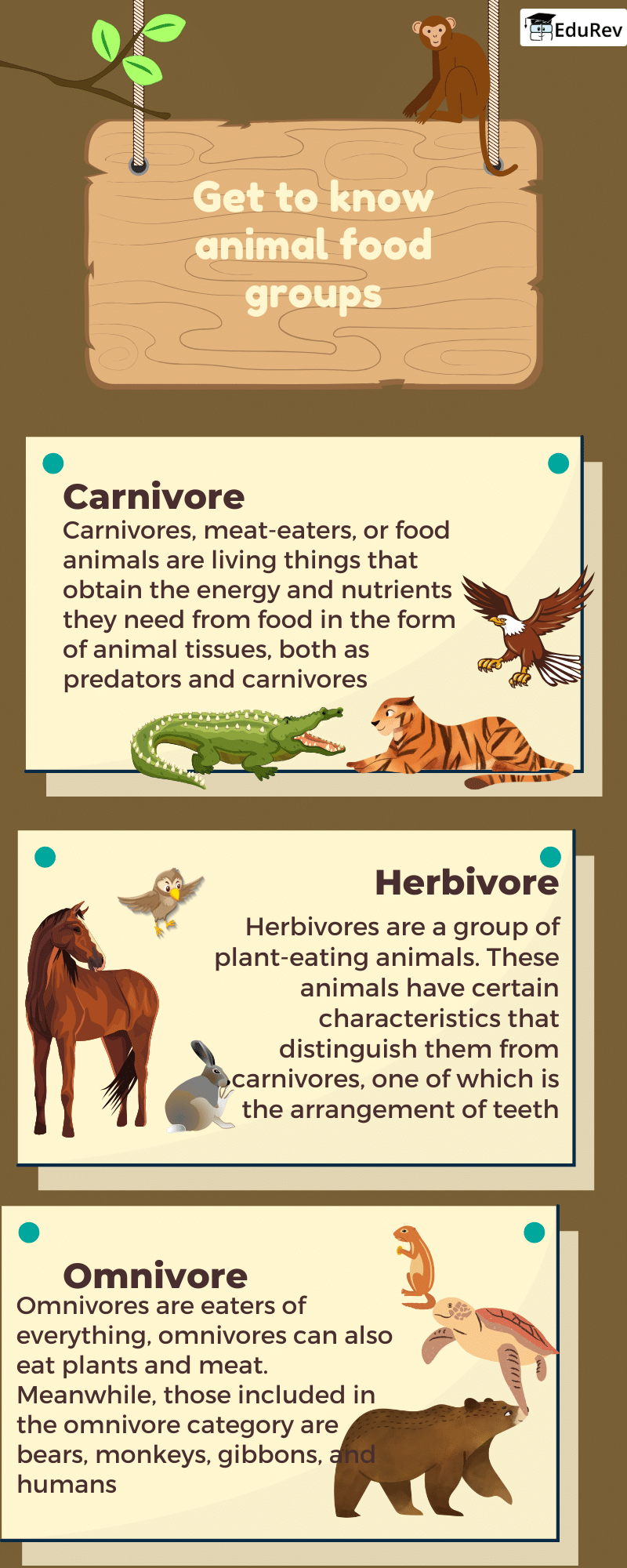 Infographics: Animals food | EVS for Class 1