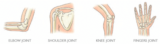 Bones, Muscles and Postures Class 2 Notes Science