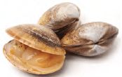 Clams with hard shell