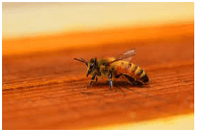 Anita and the Honeybees Class 4 Notes EVS Chapter 5