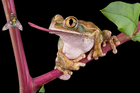Short Answer Questions : Animals: Feeding Habits | Science for Class 3