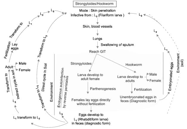 Nematodes Chapter Notes | Microbiology - NEET PG