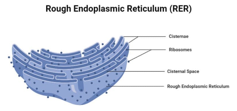 Rough Endoplasmic Reticulum (RER)