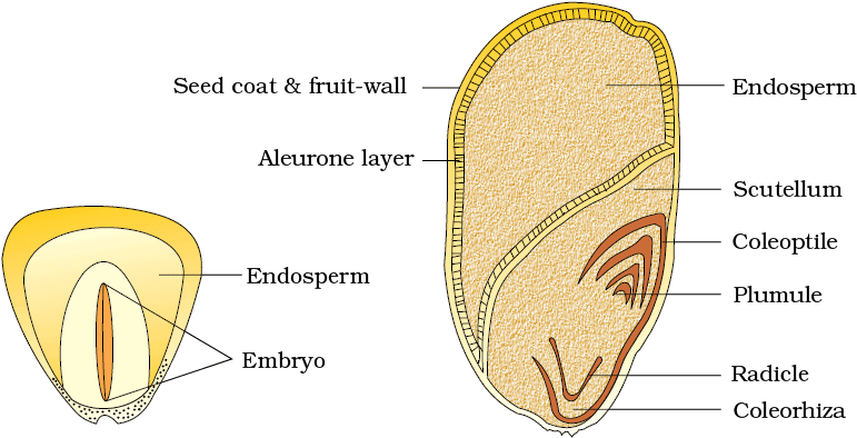 Cheat Sheet: Morphology of Flowering Plants | Biology Class 11 - NEET