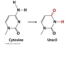 Nucleic Acids -Bio-Molecules | Organic Chemistry