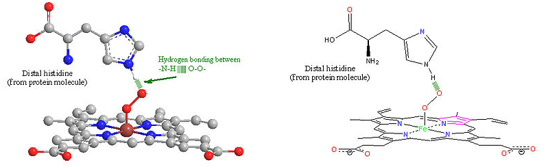 Structure & Functions of Haemoglobin, Myoglobin & Carbonic Anhydrase | Inorganic Chemistry