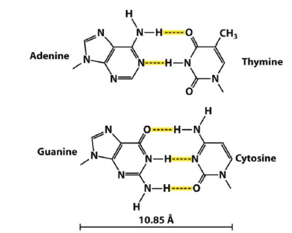 Nucleic Acids -Bio-Molecules | Organic Chemistry