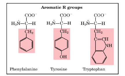 Amino Acids: Properties, Structure & Classification | Organic Chemistry