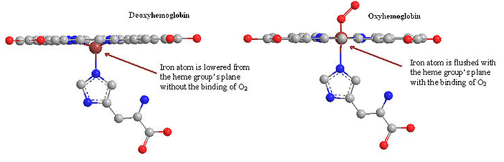 Structure & Functions of Haemoglobin, Myoglobin & Carbonic Anhydrase | Inorganic Chemistry