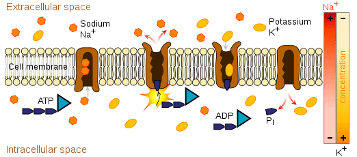 Sodium-Potassium pump generating a concentration gradient