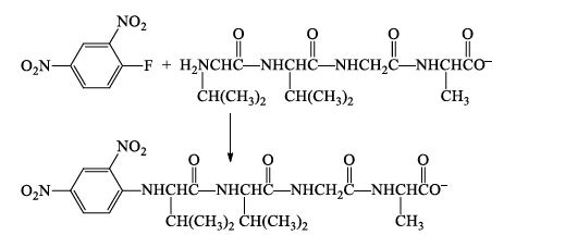 Amino Acids: Properties, Structure & Classification | Organic Chemistry