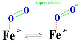 Structure & Functions of Haemoglobin, Myoglobin & Carbonic Anhydrase | Inorganic Chemistry