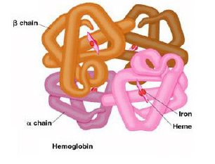 Proteins - Biomolecules | Organic Chemistry