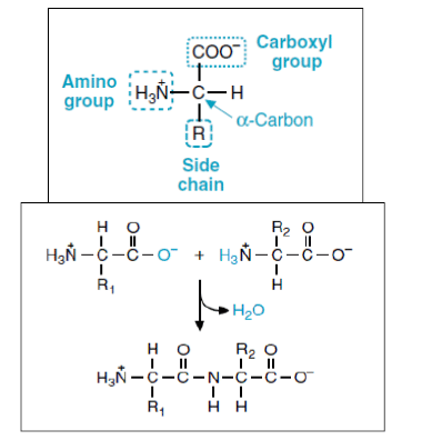 Amino Acids: Properties, Structure & Classification | Organic Chemistry