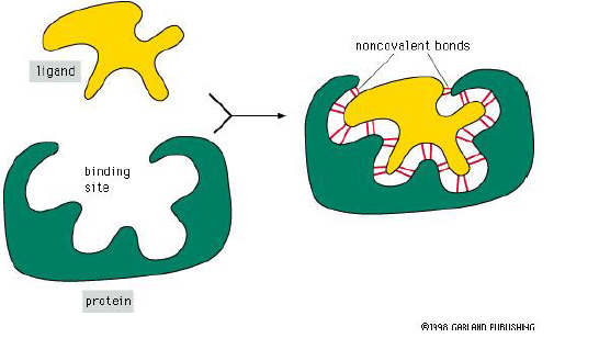 Proteins - Biomolecules | Organic Chemistry