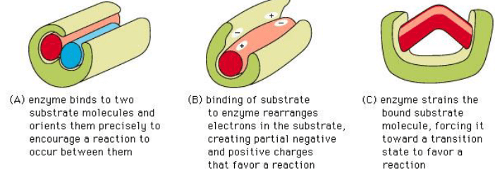 Proteins - Biomolecules | Organic Chemistry