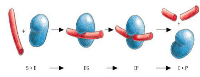 Proteins - Biomolecules | Organic Chemistry