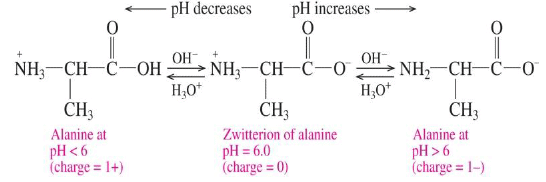 Amino Acids: Properties, Structure & Classification | Organic Chemistry