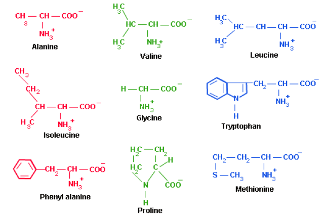 Amino Acids: Properties, Structure & Classification | Organic Chemistry