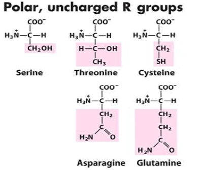Amino Acids: Properties, Structure & Classification | Organic Chemistry