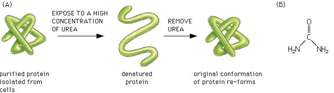 Proteins - Biomolecules | Organic Chemistry