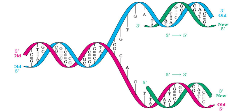 Nucleic Acids -Bio-Molecules | Organic Chemistry
