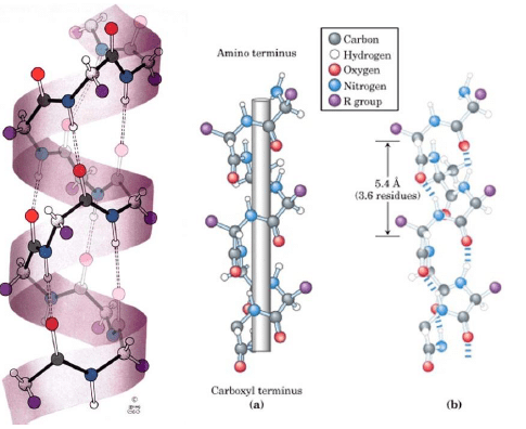 Proteins - Biomolecules | Organic Chemistry