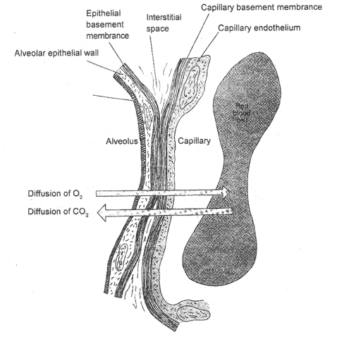 Respiratory System, Chapter Notes, Class 11, Biology