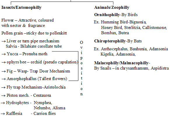Sexual Reproduction in Flowering Plants, Chapter Notes, Class 12, Biology, Part -2