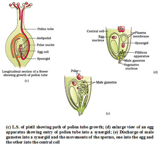 Sexual Reproduction in Flowering Plants, Chapter Notes, Class 12, Biology, Part -2