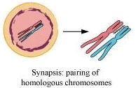 NCERT Solutions Class 11 Biology Chapter 10 - Cell Cycle and Cell Division