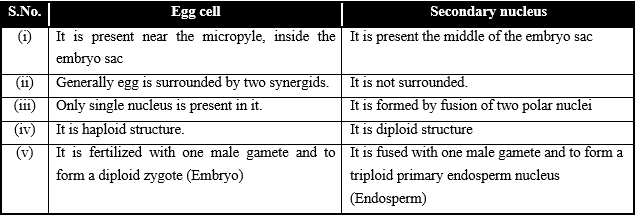 Sexual Reproduction in Flowering Plants, Chapter Notes, Class 12, Biology, Part -2