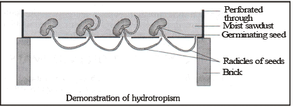Coordination in Plants | Biology for Grade 10
