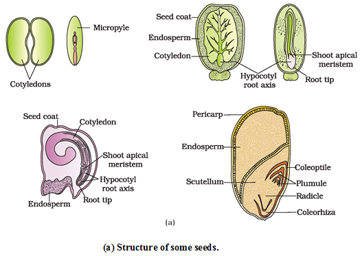 Sexual Reproduction in Flowering Plants, Chapter Notes, Class 12, Biology, Part -2