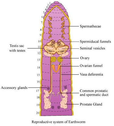 NCERT Solutions Class 11 Biology Chapter 7 - Structural Organisation in Animals