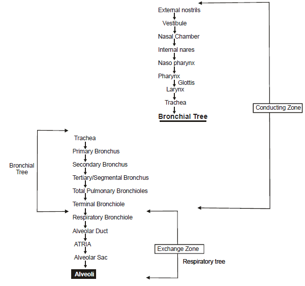Respiratory System, Chapter Notes, Class 11, Biology