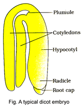 Sexual Reproduction in Flowering Plants, Chapter Notes, Class 12, Biology, Part -2