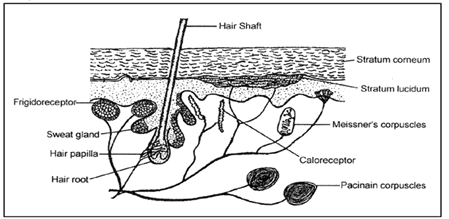 Receptors & Human Eye | Biology A-Level - A Level