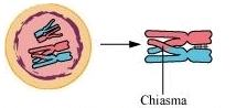 NCERT Solutions Class 11 Biology Chapter 10 - Cell Cycle and Cell Division