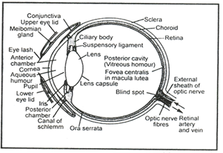 Receptors & Human Eye | Biology A-Level - A Level