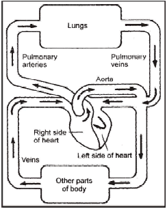 Transportation in Human Beings: Blood Pressure & Lymphatic System - Class 10