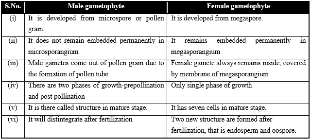 Sexual Reproduction in Flowering Plants, Chapter Notes, Class 12, Biology, Part -2