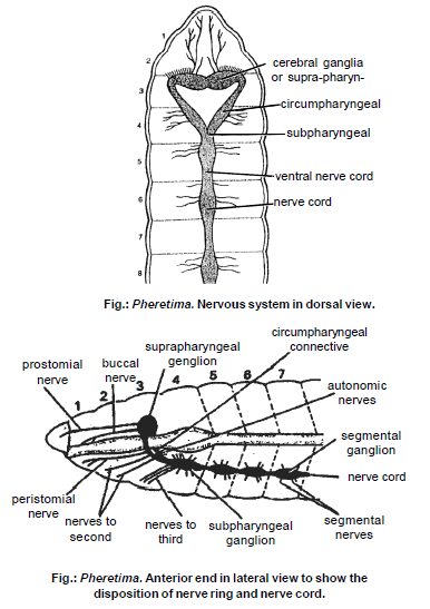 Earthworm, Chapter Notes, Class 11, Biology